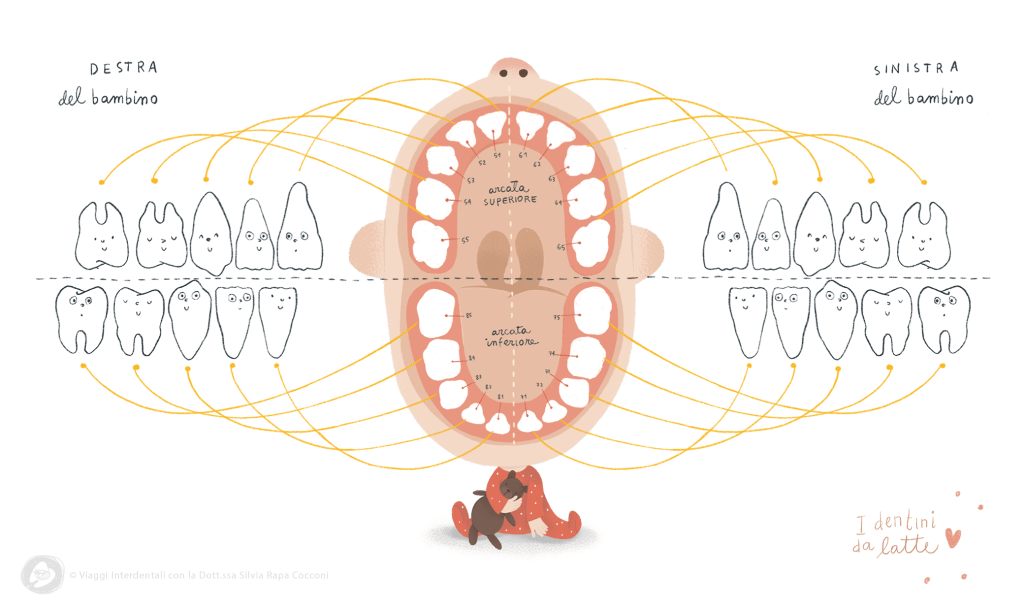 I denti da latte illustrati | Viaggi interdentali