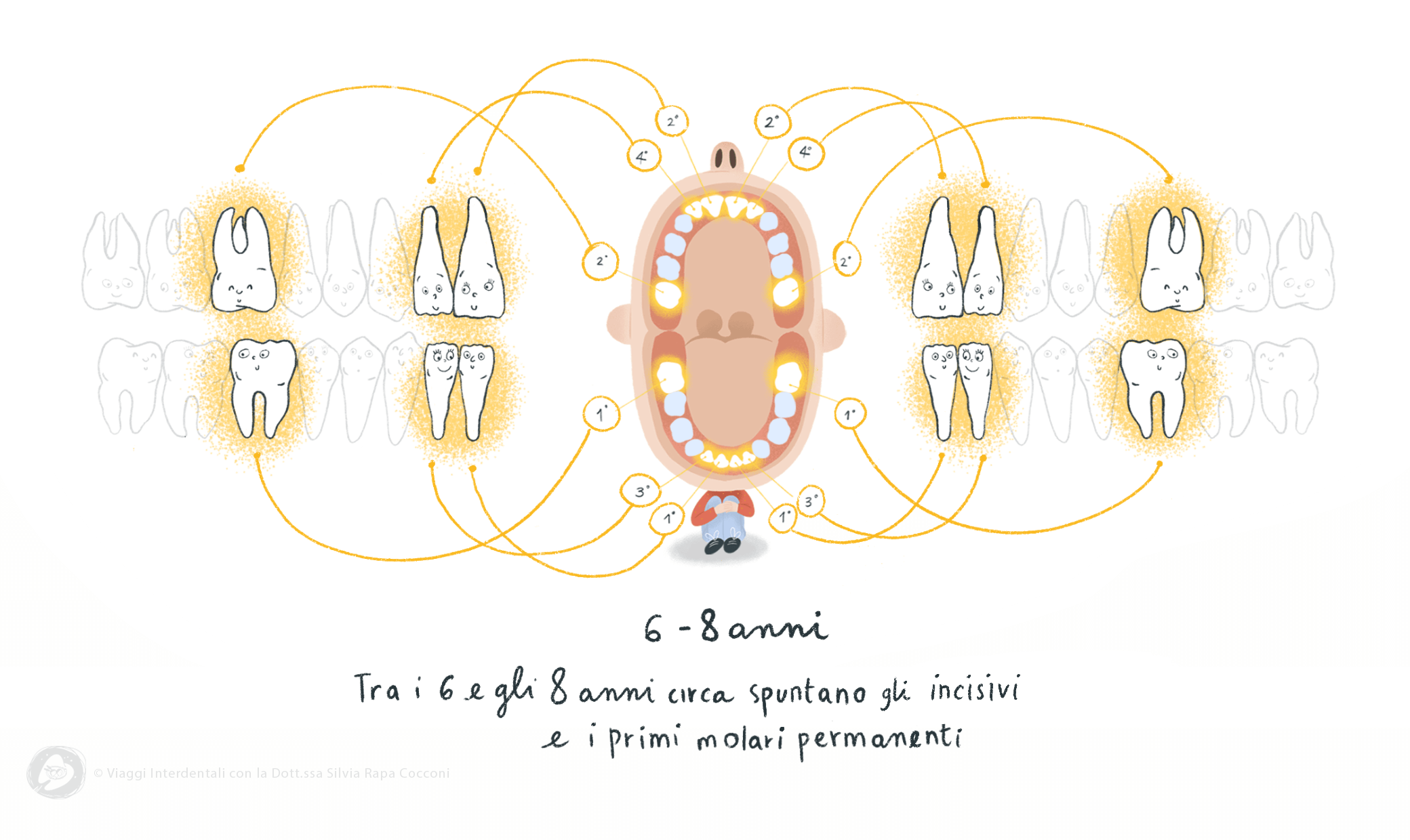 La permuta dei denti: tra i 6 e 8 anni spuntano gli incisivi e i primi molari permanenti - Viaggi Interdentali