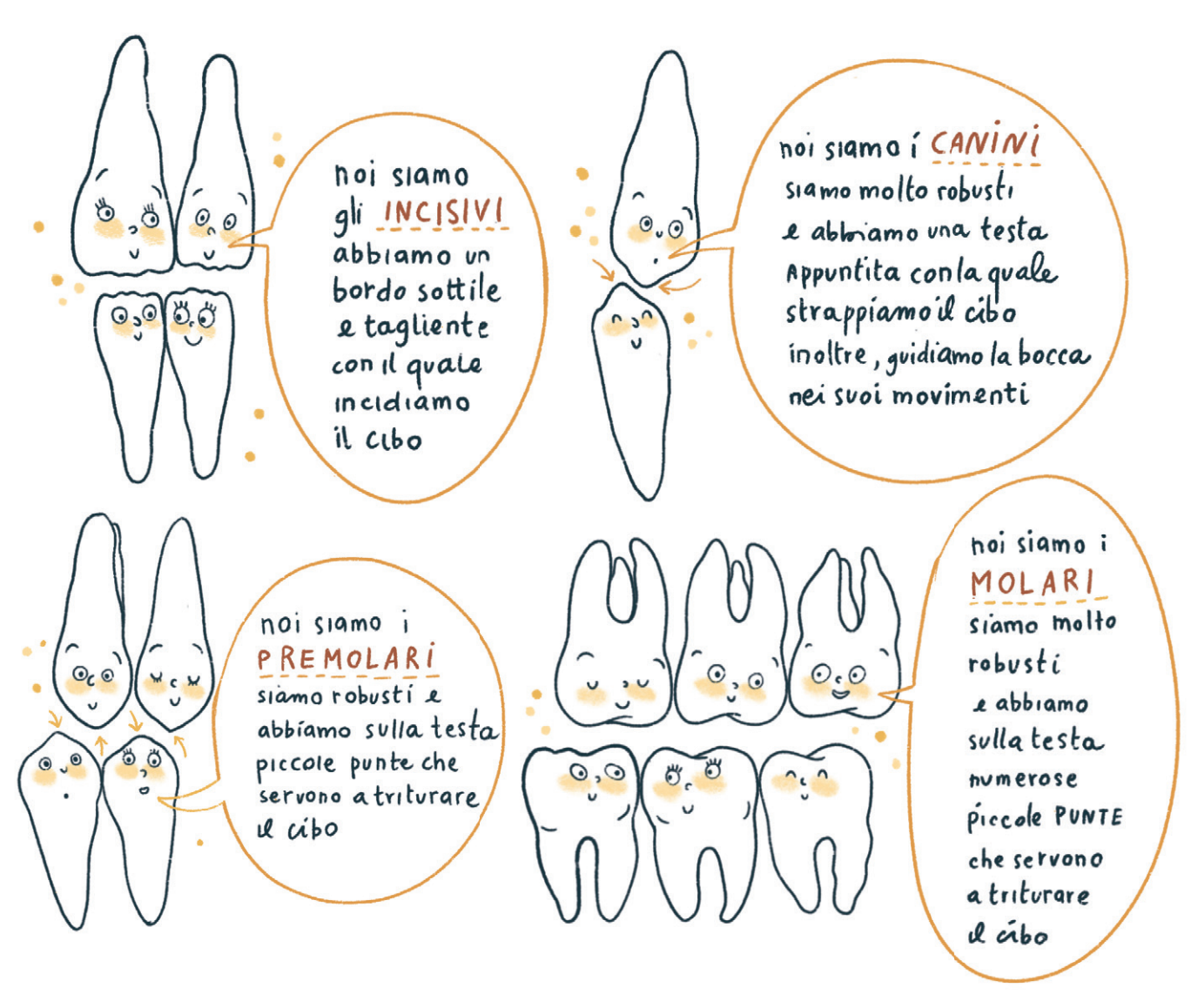 Incisivi, premolari, molari e canini illustrati e spiegati - Viaggi interdentali